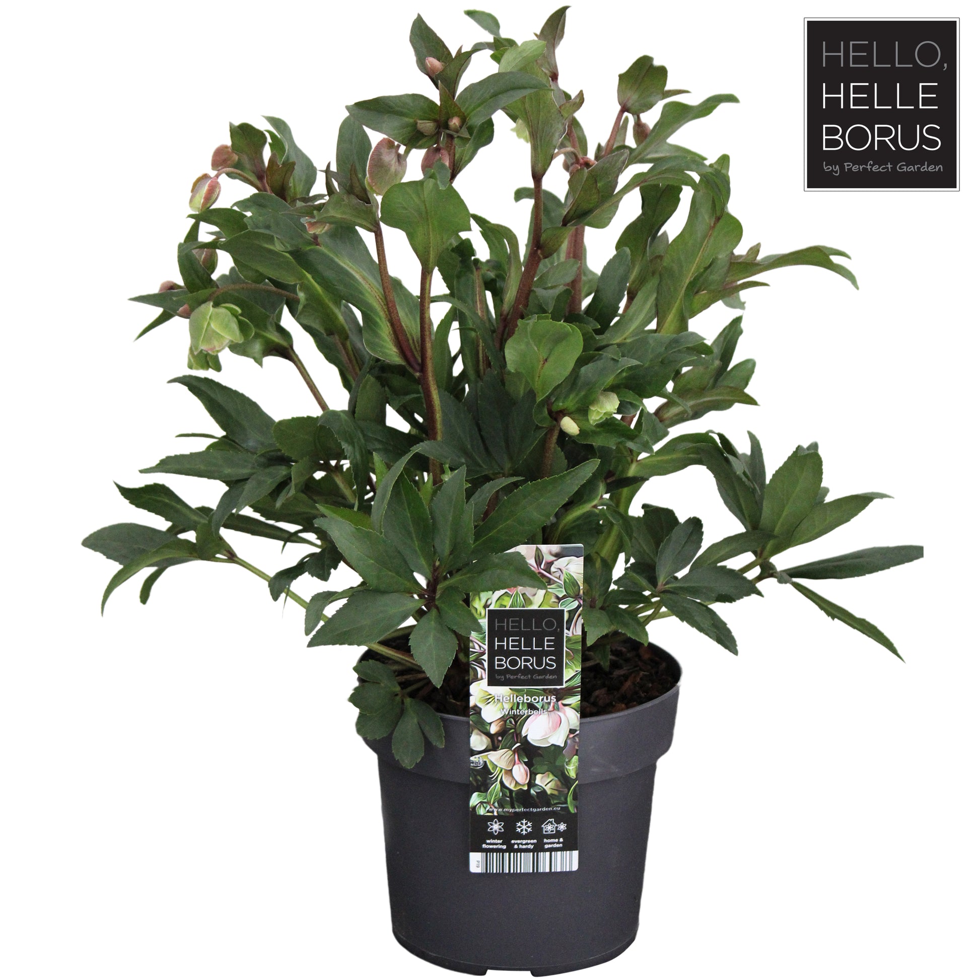 Helleborus Winterbells 45cm 19cm Pot