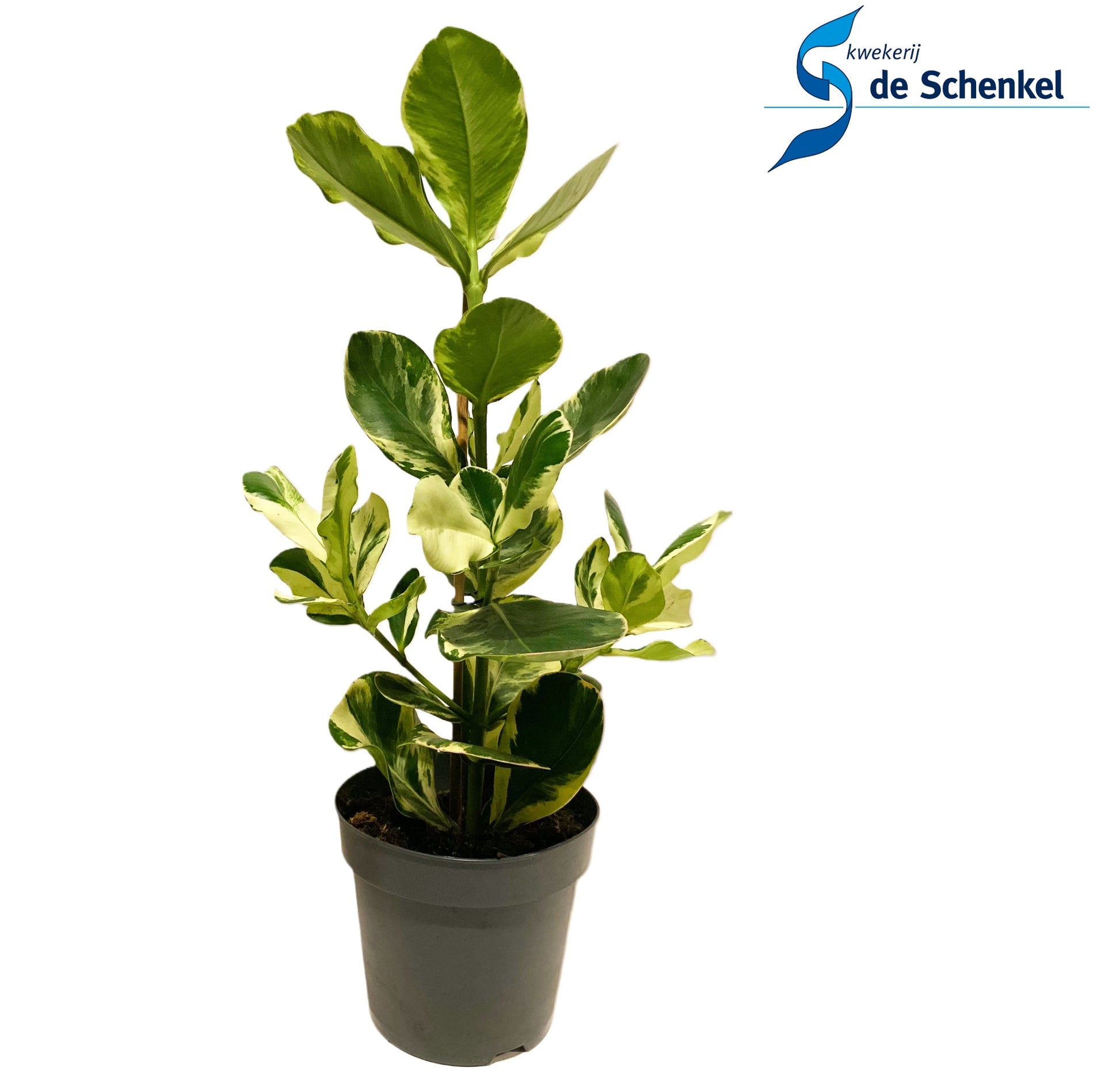 Clusia White star 55cm 17cm Pot