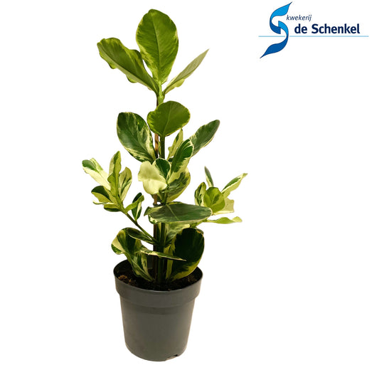 Clusia White star 55cm 17cm Pot