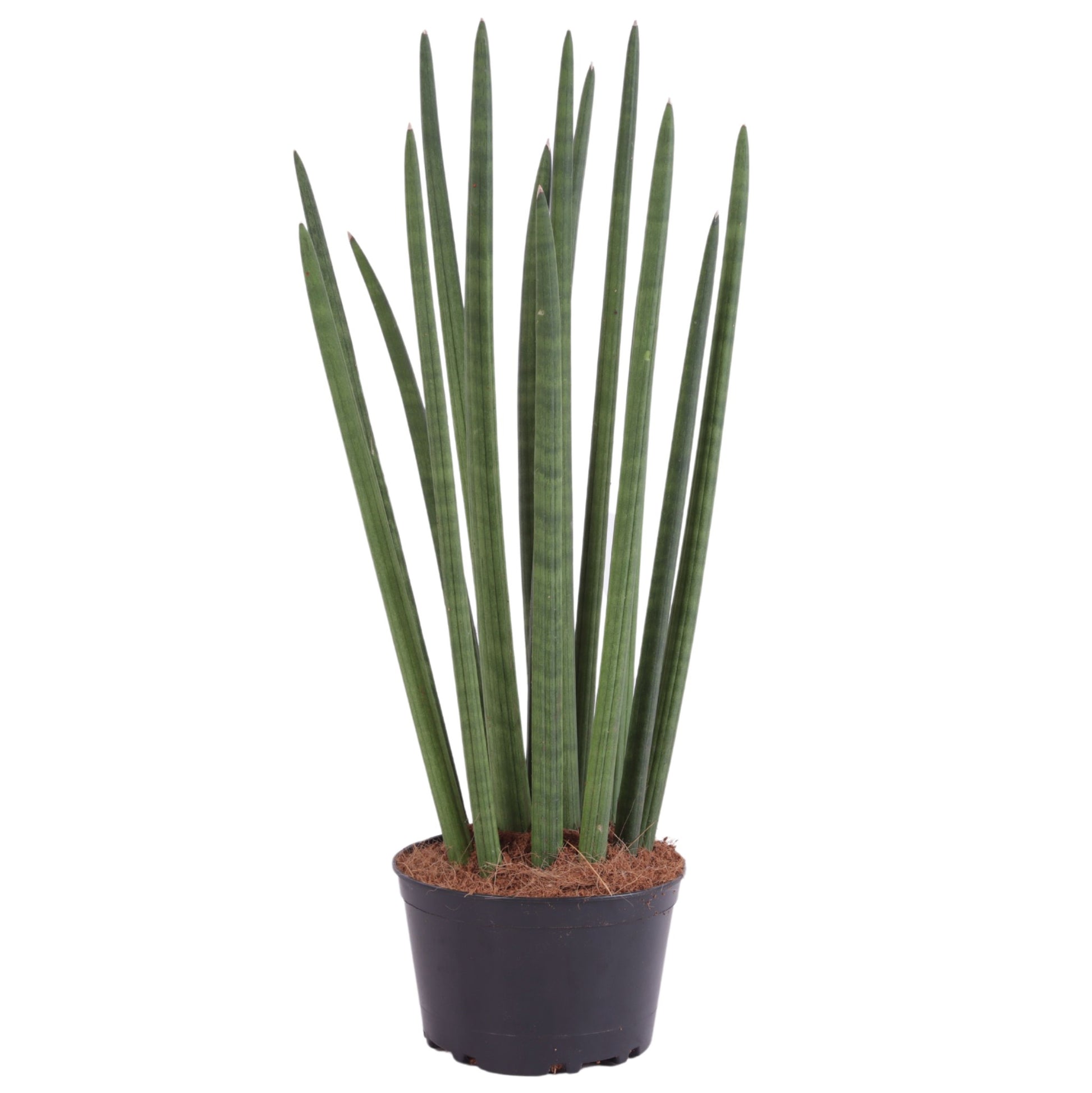 Sansevieria cylindrica 65cm 17cm Pot