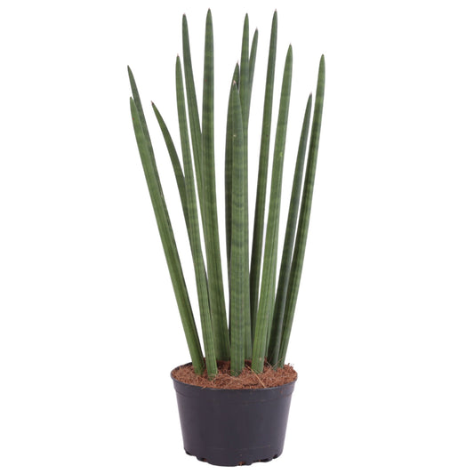 Sansevieria cylindrica 65cm 17cm Pot