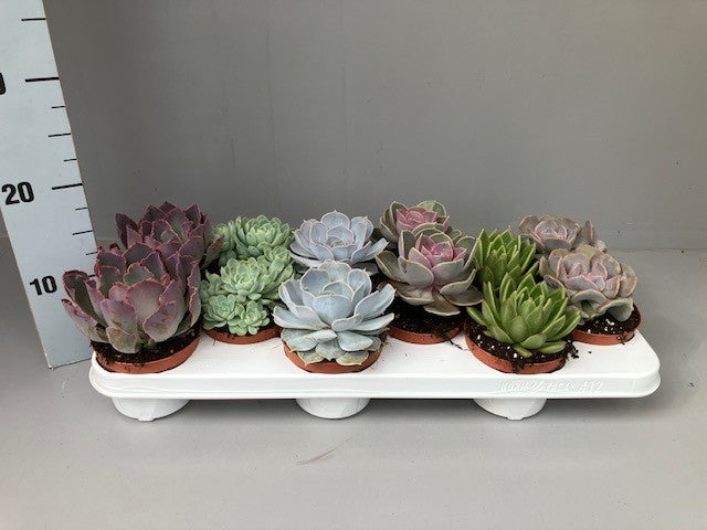 Echeveria mix 12cm 11cm Pot