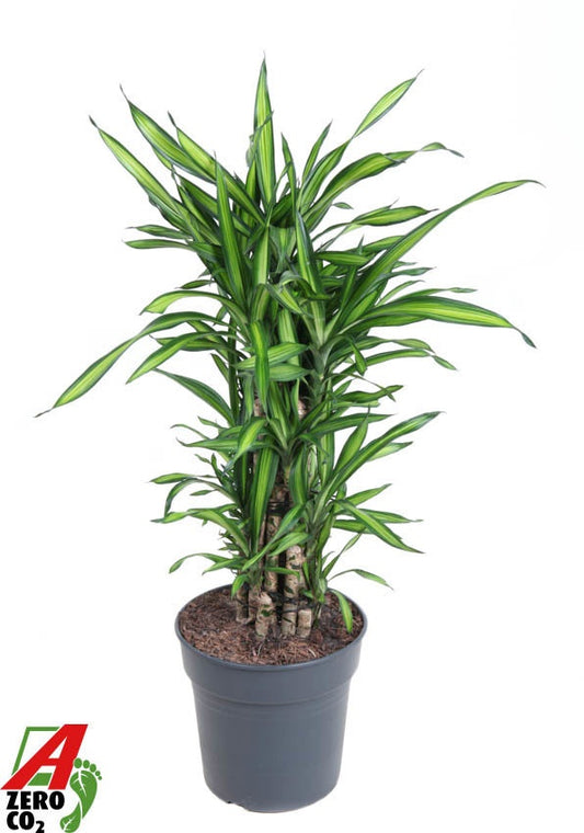 Dracaena frag Riki 110cm 27cm Pot