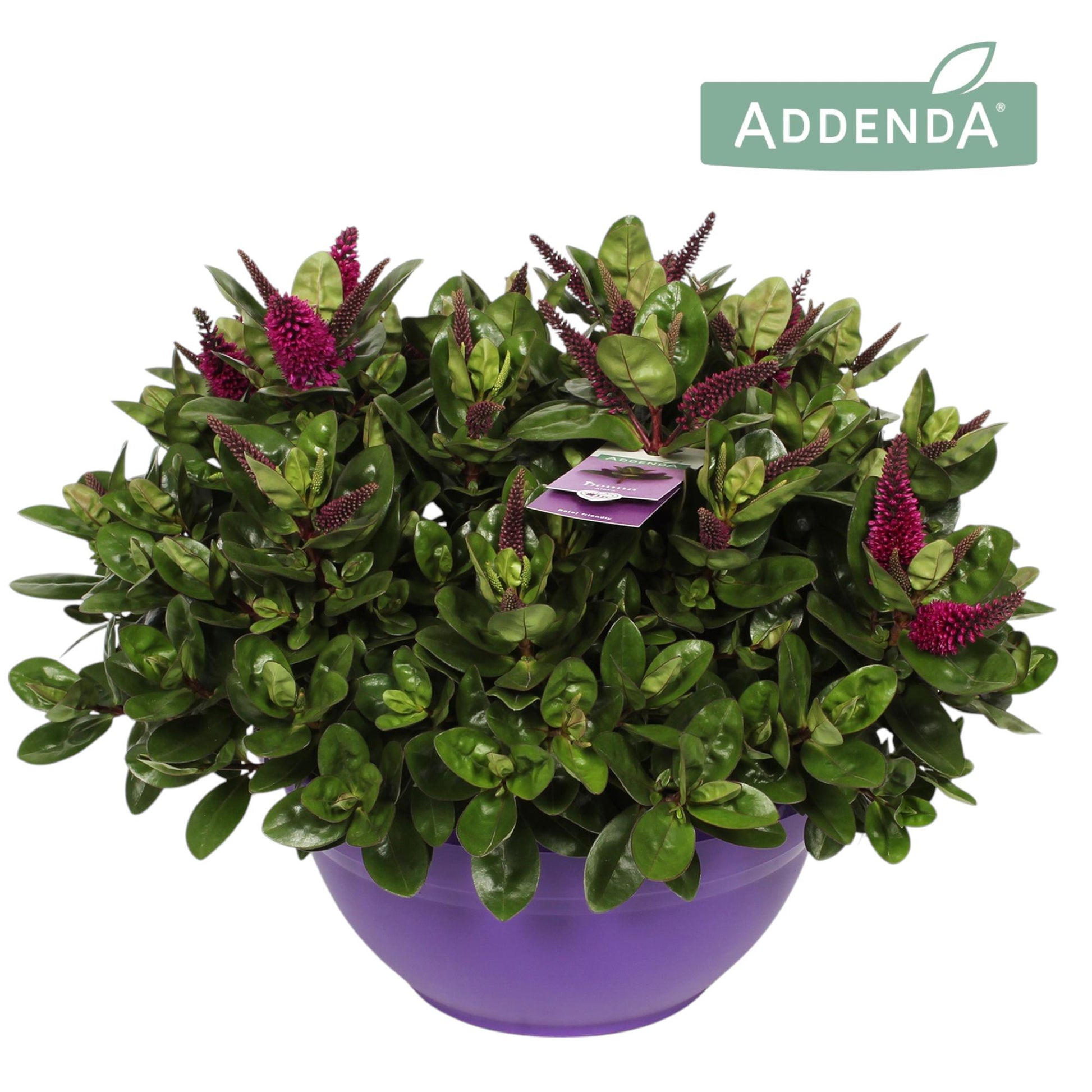 Hebe Hebedonna Alina 35cm 30cm Pot