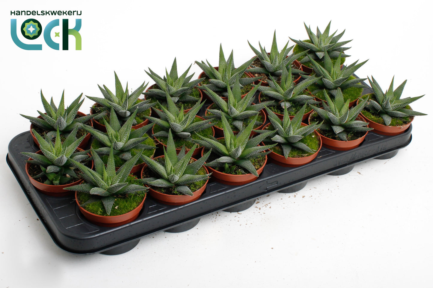 Lock, Handelskwekerij Haworthia Concolor Pack of 18