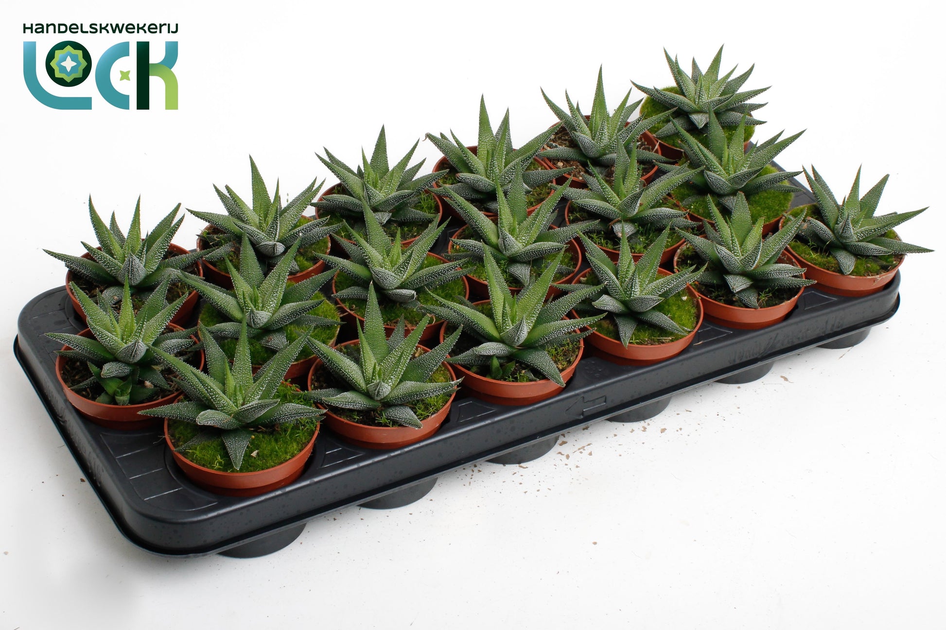 Lock, Handelskwekerij Haworthia Concolor Pack of 18