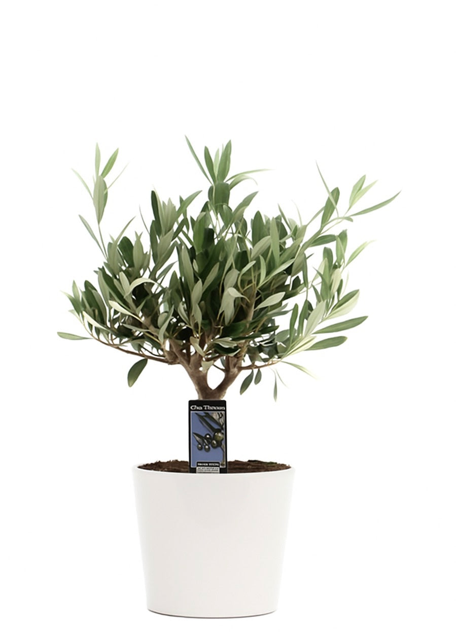 Olea europaea 35cm 16cm Pot