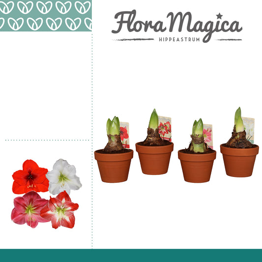 Hippeastrum 25cm 15cm Pot