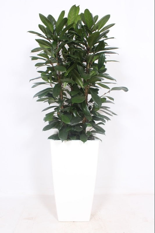 Ficus cyathistipula 180cm 40cm Pot