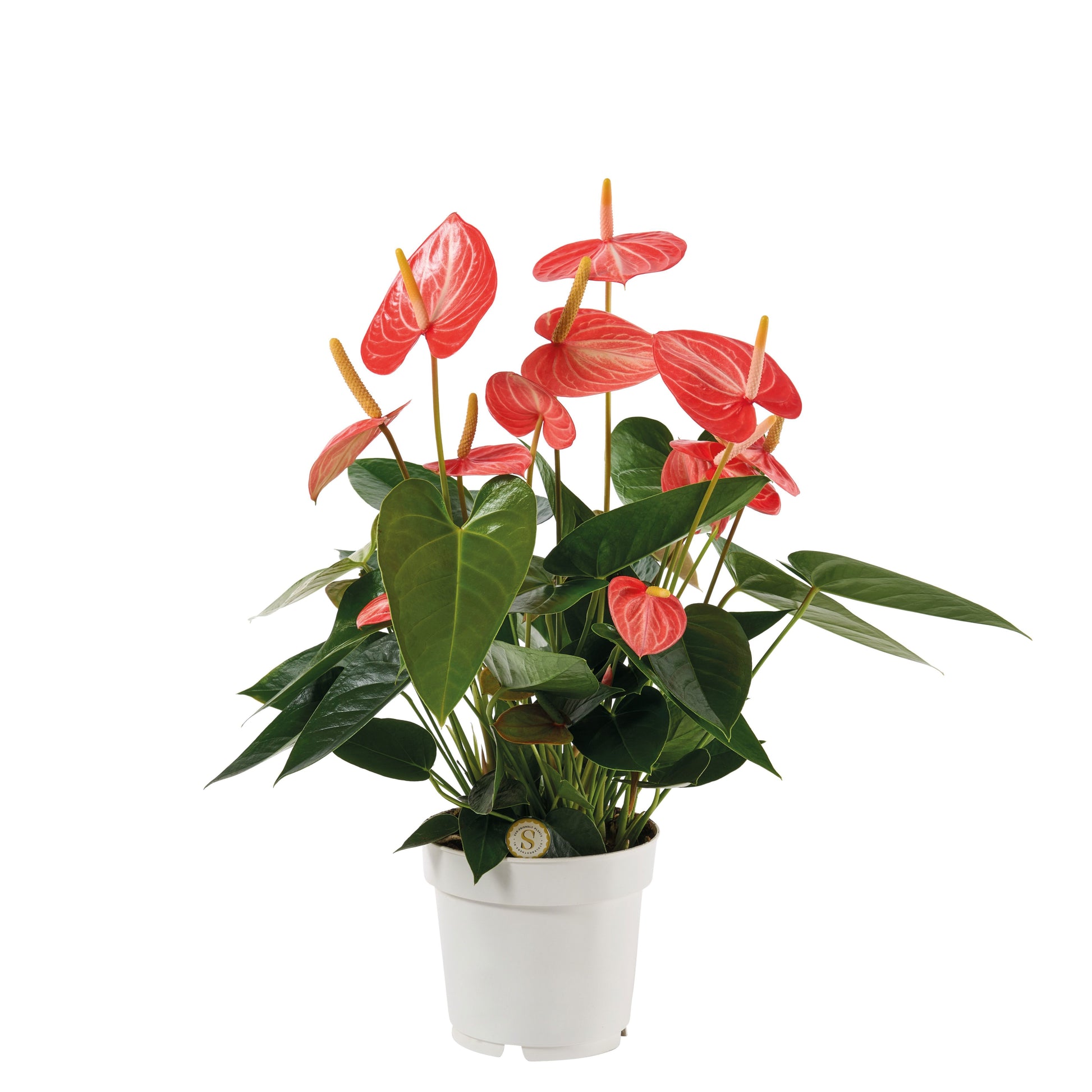 Anthurium Livium Orange 50cm 14cm Pot