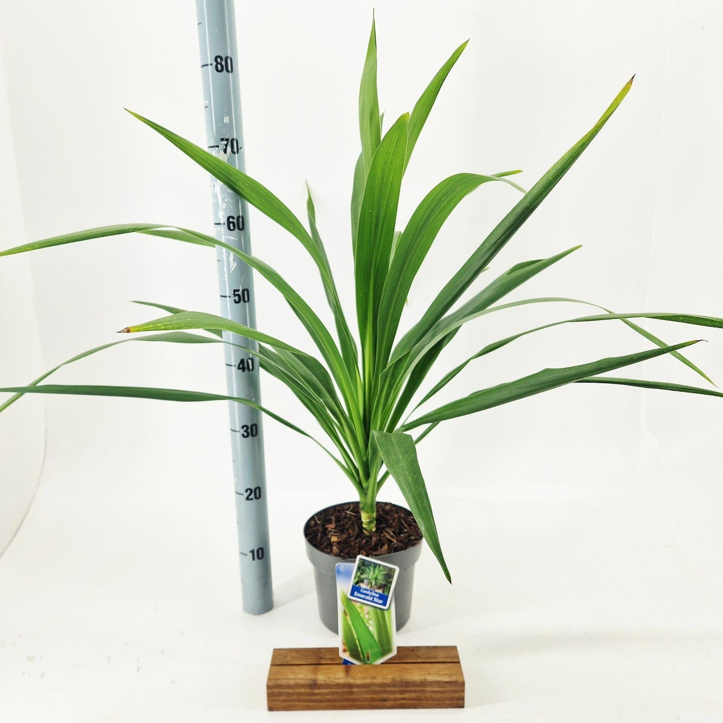 Cordyline 75cm 19cm Pot