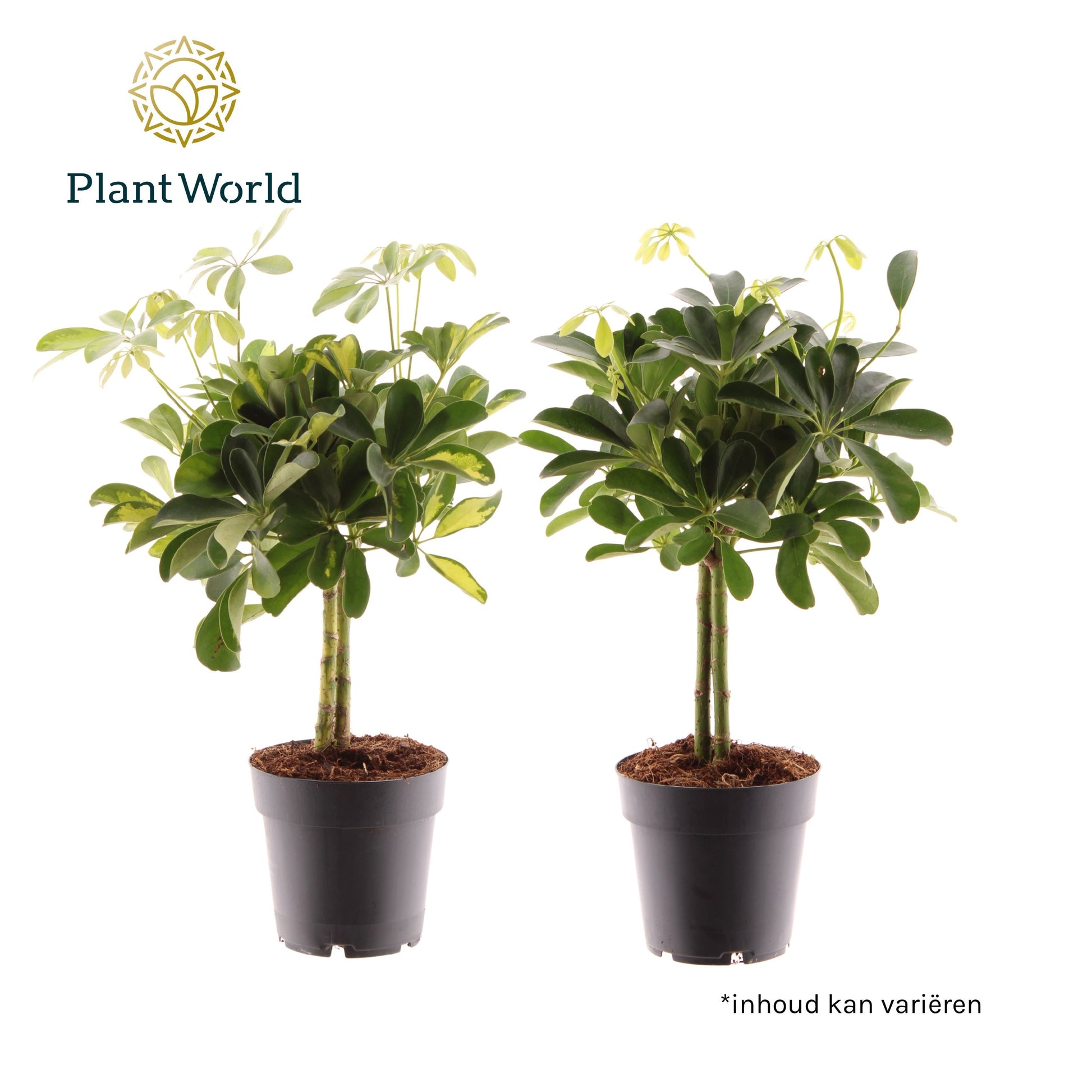 Schefflera Mme De Smet braided 50cm 14cm Pot