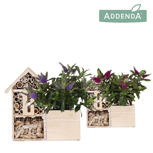 Hebe Hebedonna Alexa 30cm 12cm Pot