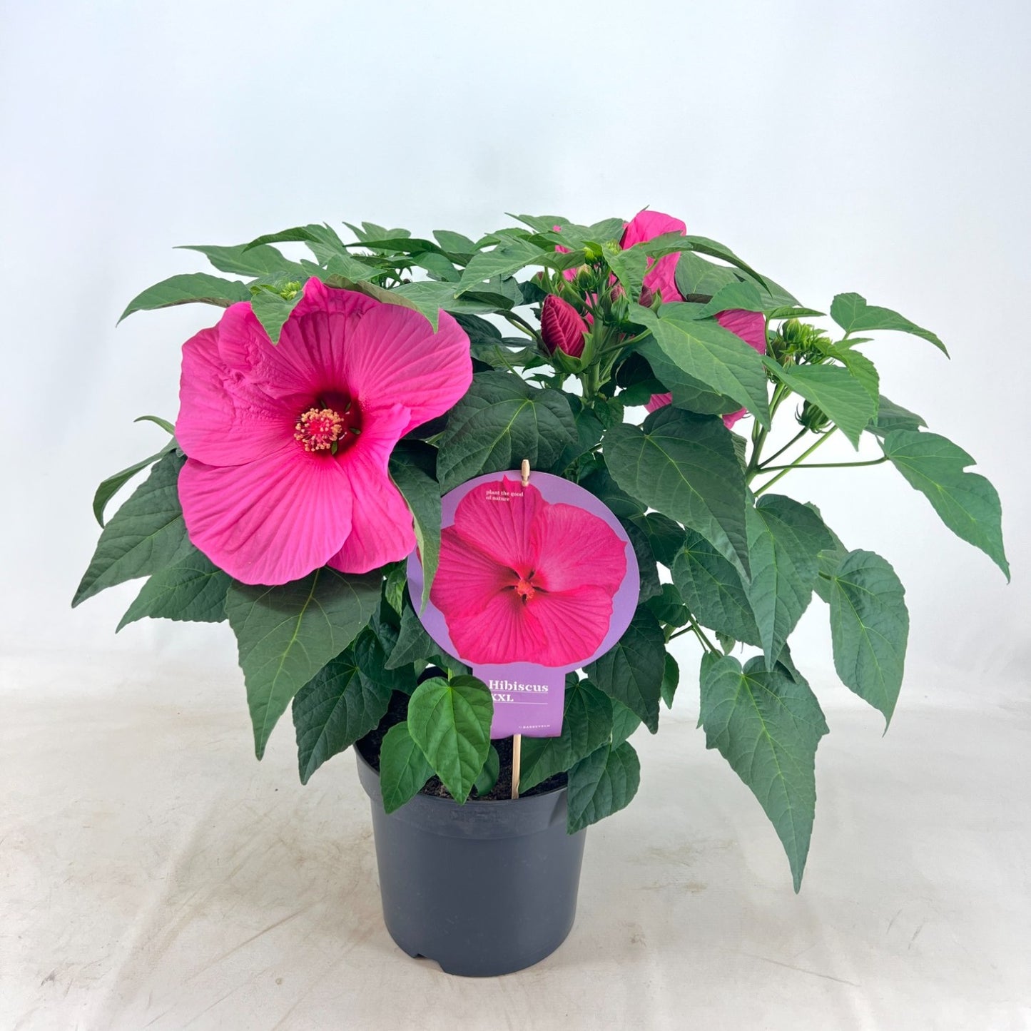 Barreveld, kwekerij de Hibiscus mos. Extreme Hot Pink Pack of 17