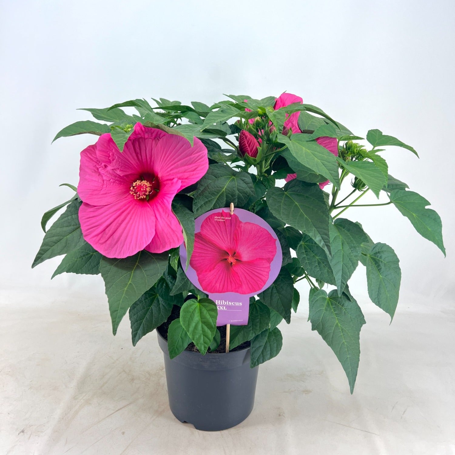 Barreveld, kwekerij de Hibiscus mos. Extreme Hot Pink Pack of 17