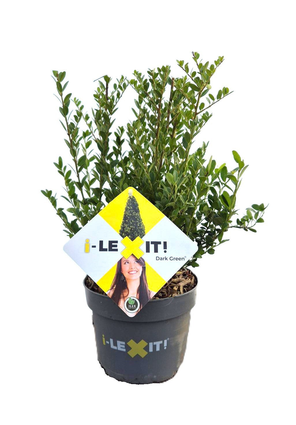 Ilex crenata Dark Green Bush 35cm 17cm Pot