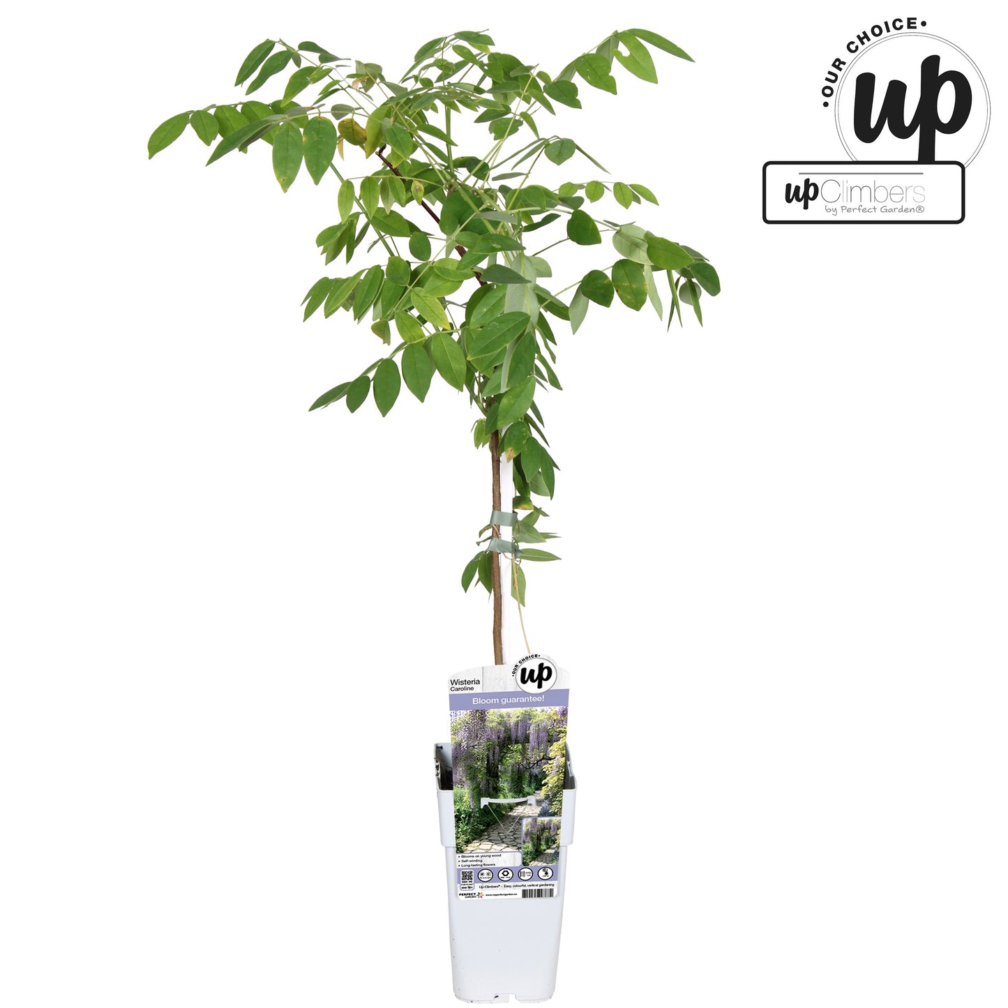 Hoogeveen Plants BV Wisteria sin. Caroline Pack of 10