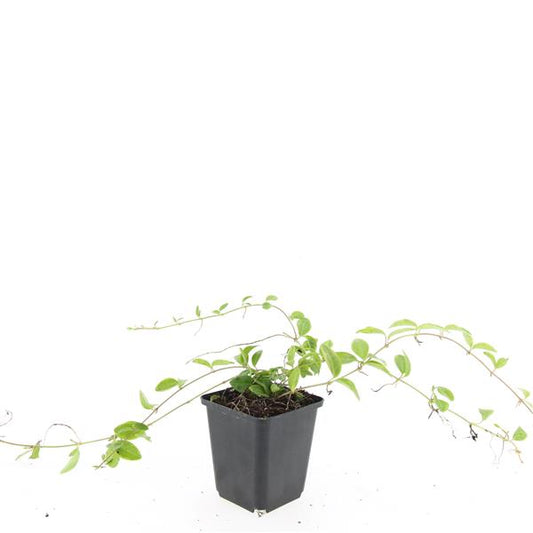 Vinca Argenteovariegata 5cm 9cm Pot
