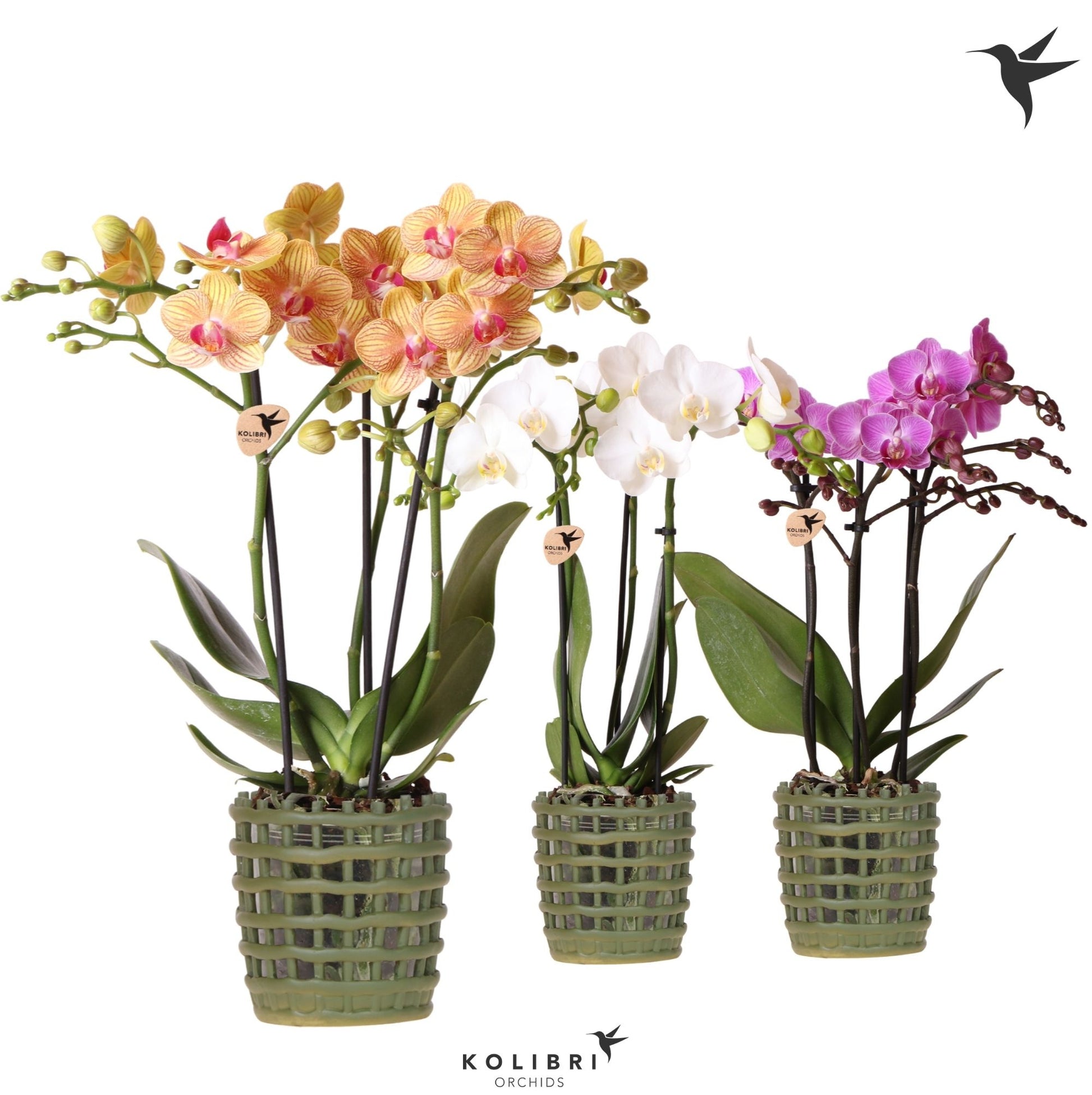 Kolibri Orchids Phalaenopsis mix 3 spike in Mesh pot green 40cm 9cm Pot