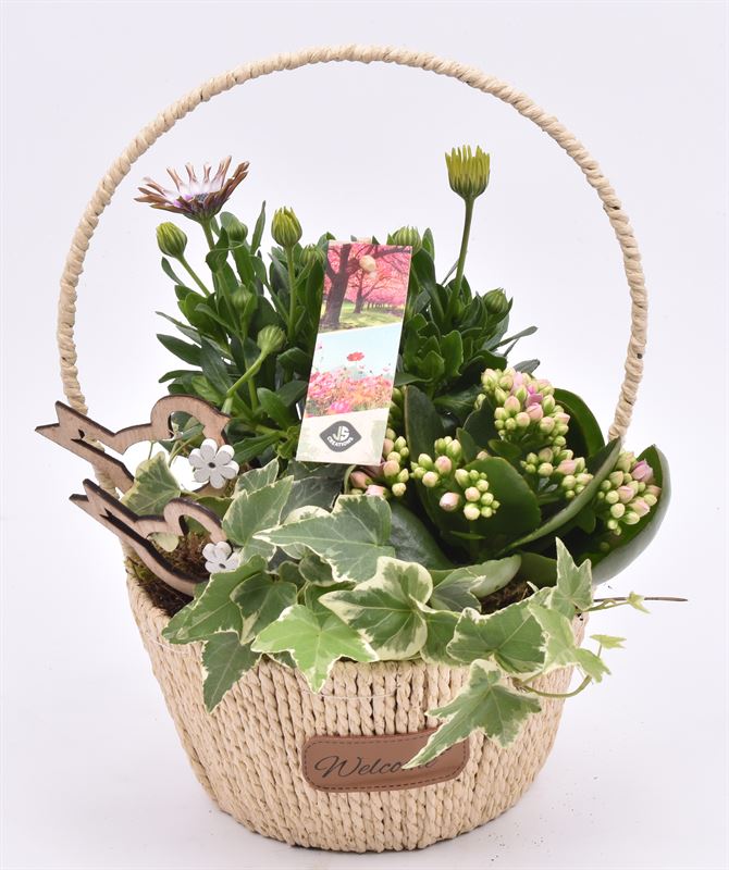 Outdoor arrangement 17cm Pot