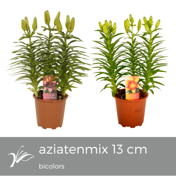 Lilium Asiatic mix 38cm 13cm Pot