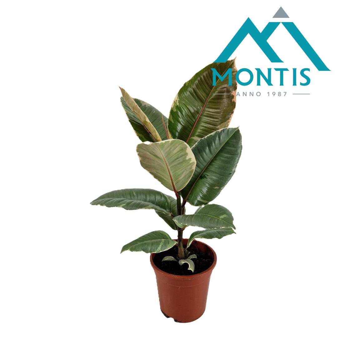 Ficus Tineke 60cm 17cm Pot