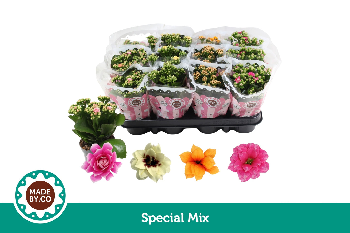 SV.CO Kalanchoe mix bicolour Pack of 12