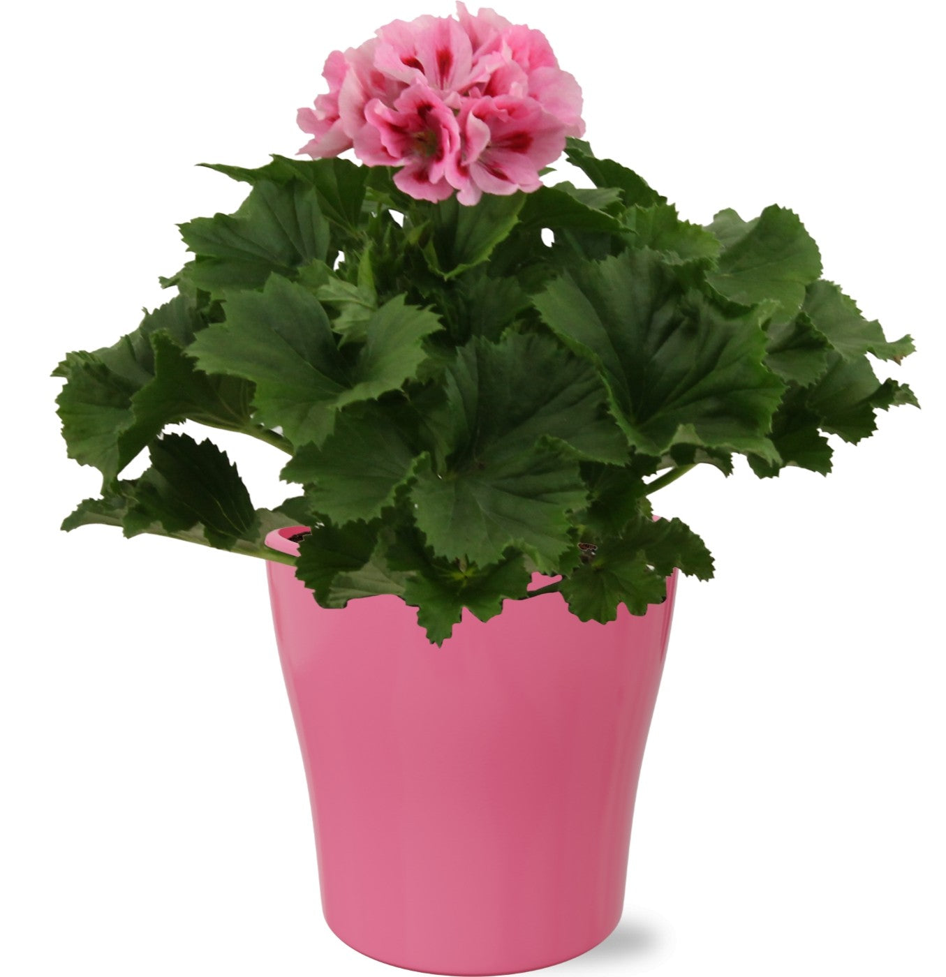 Pelargonium gr. pink 33cm 12cm Pot