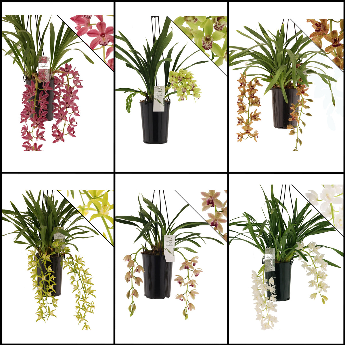 Cymbidium 60cm 14cm Pot