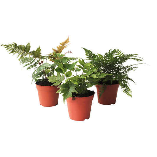 Ferns outdoor mix 25cm 12cm Pot