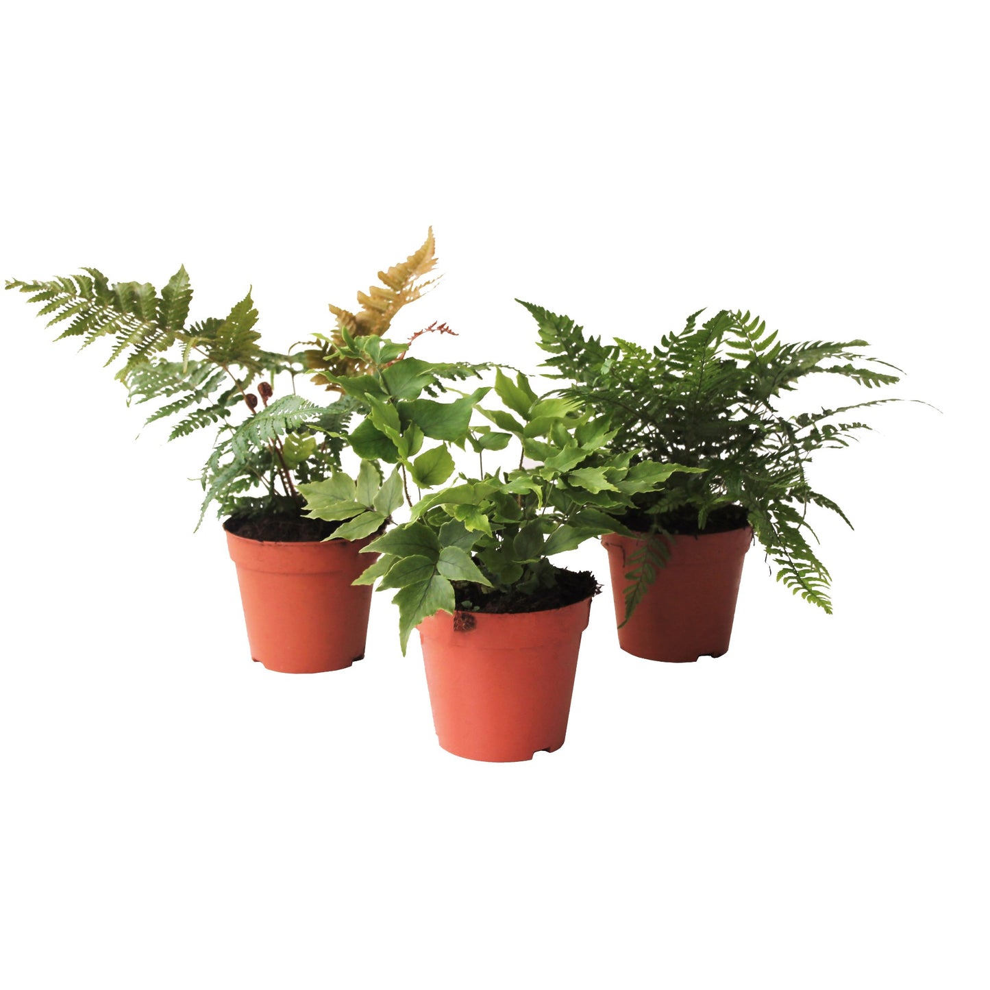 Ferns outdoor mix 25cm 12cm Pot