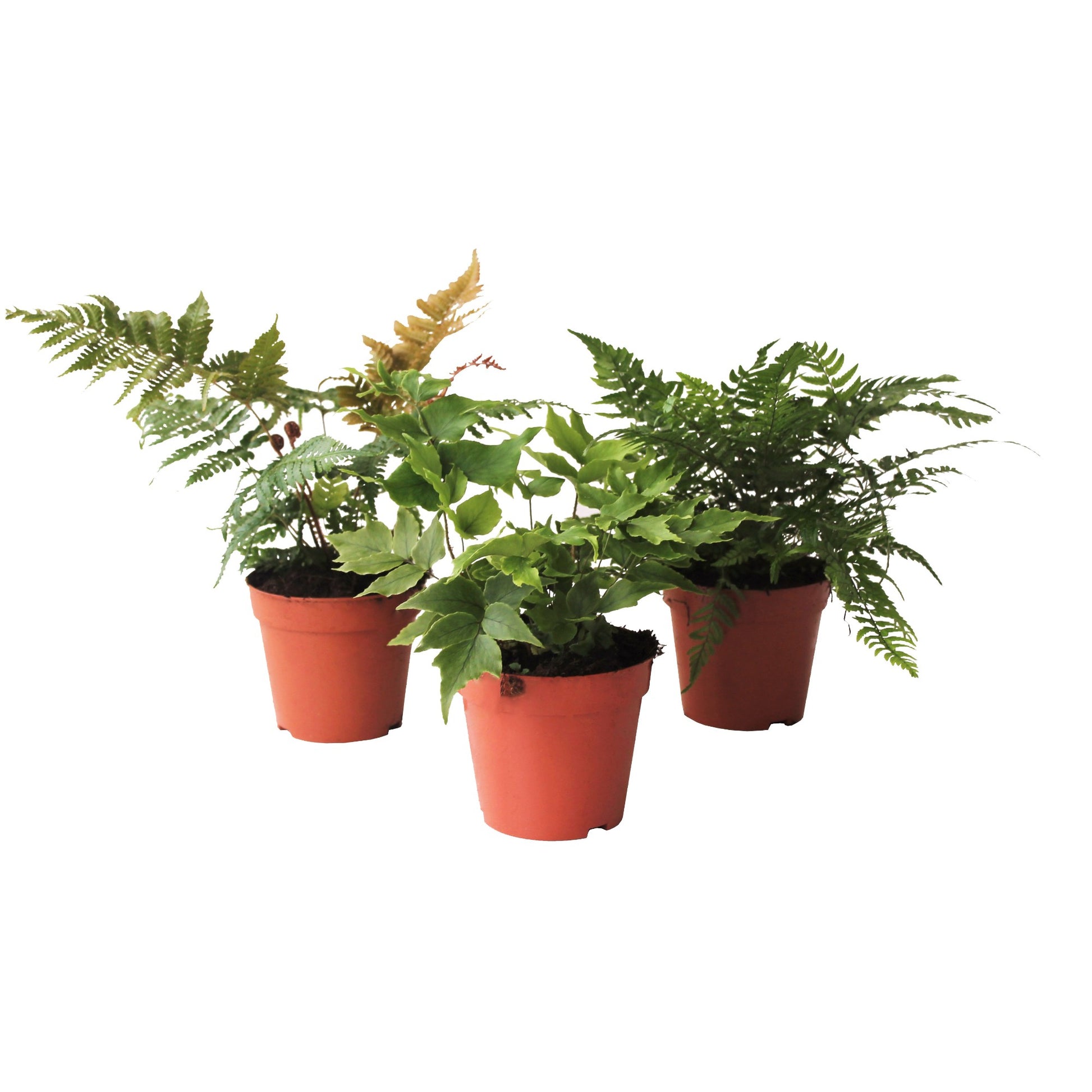 Ferns outdoor mix 25cm 12cm Pot