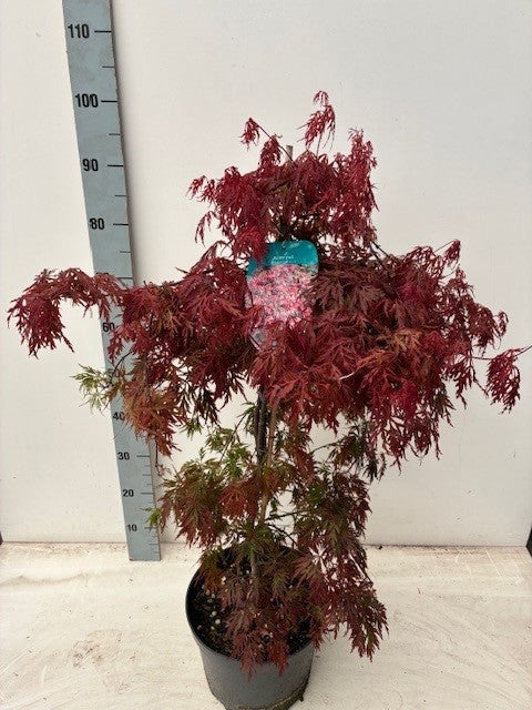 Acer palmatum 90cm 26cm Pot