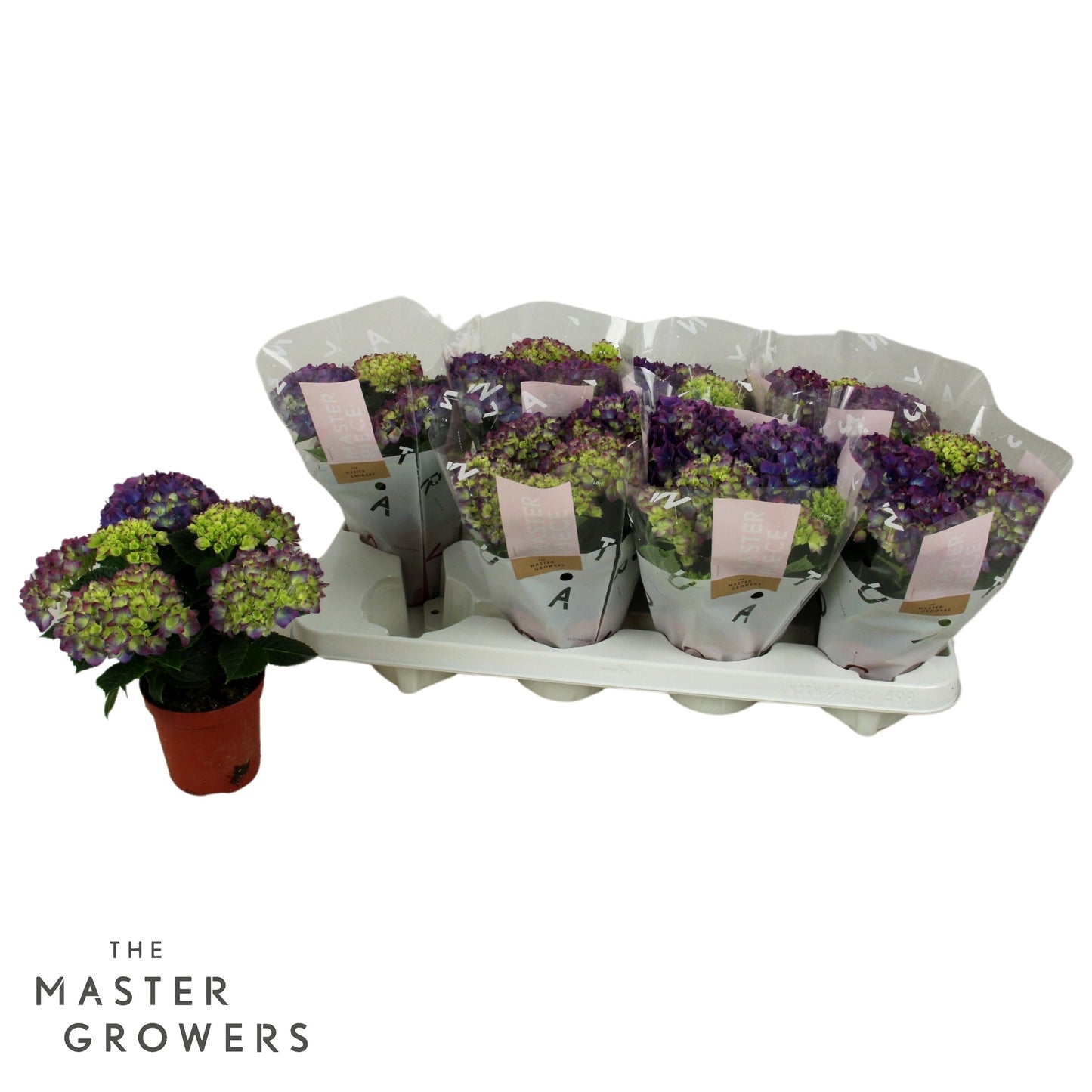 Hydrangea macr. Tabletensia 15cm 10cm Pot