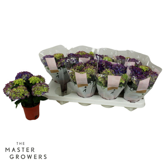 Hydrangea macr. Tabletensia 15cm 10cm Pot
