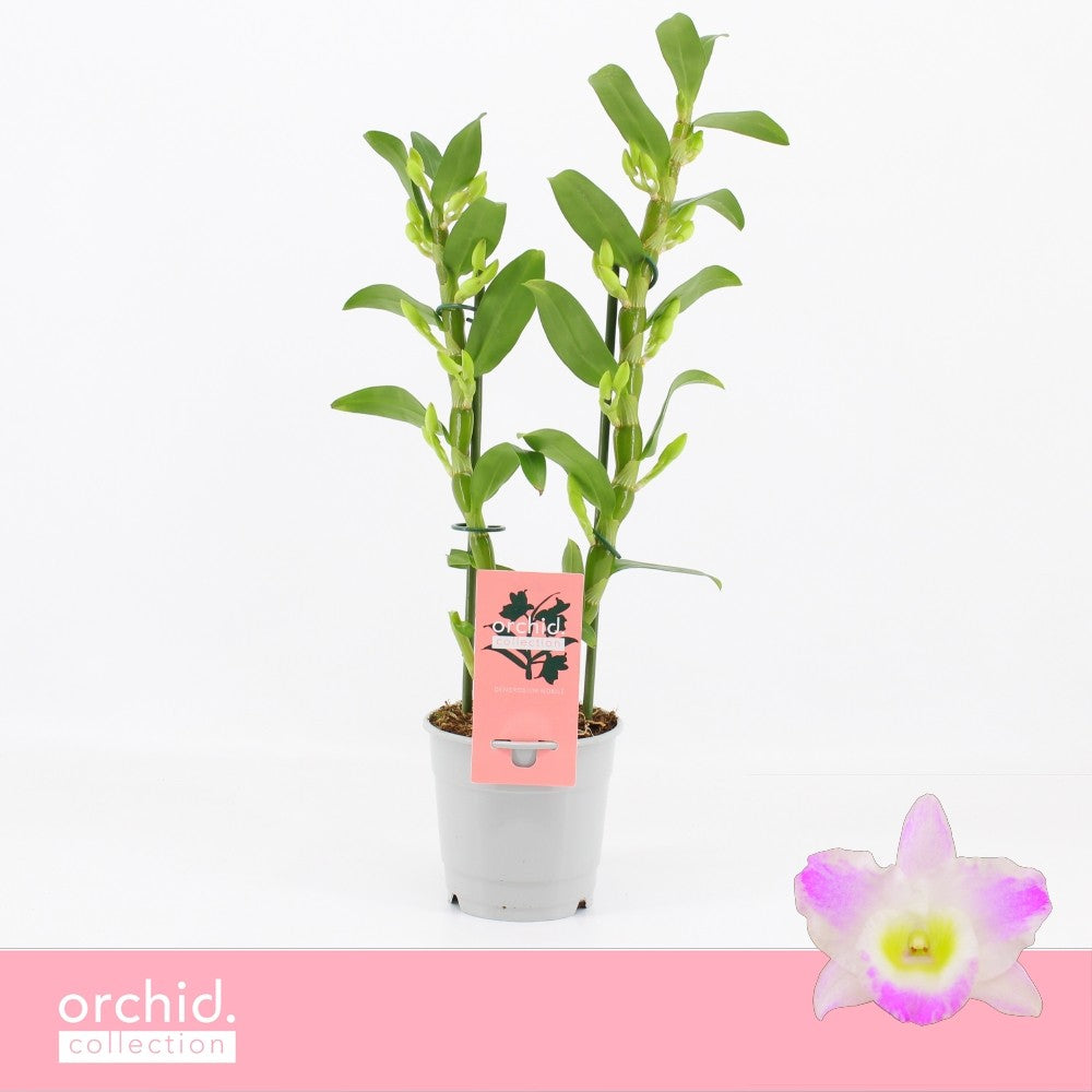 Dendrobium Pandora 40cm 12cm Pot