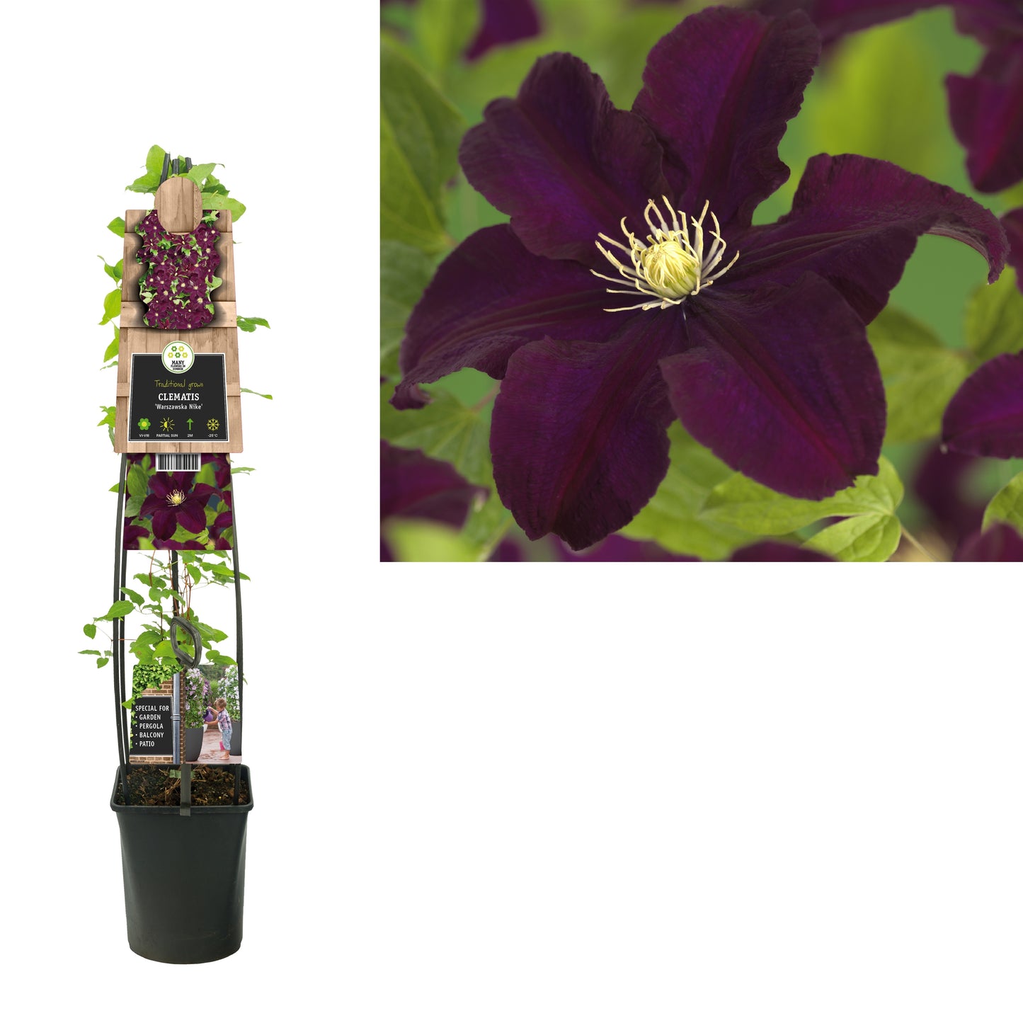Clematis Warszawska Nike 115cm 23cm Pot