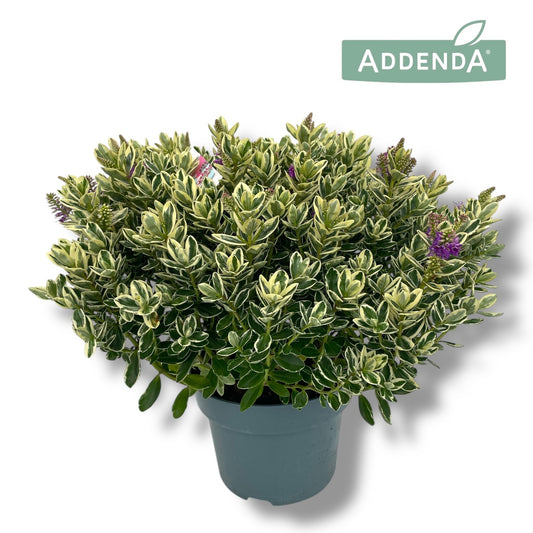 Hebe Katrina 45cm 23cm Pot