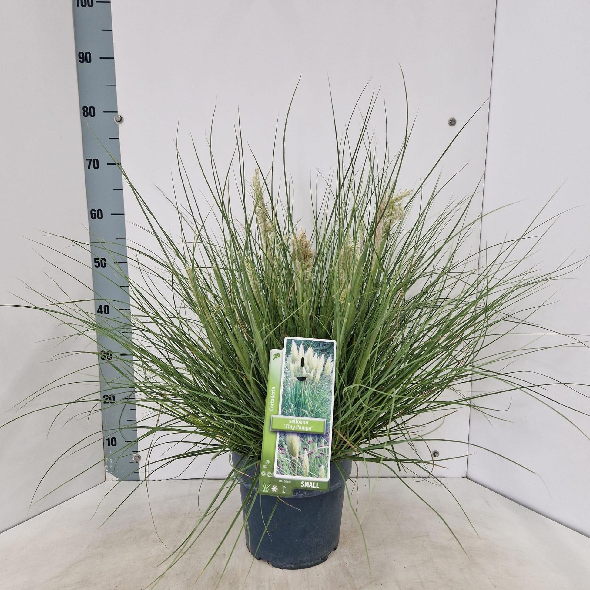 Cortaderia sel. Tiny Pampa 70cm 23cm Pot