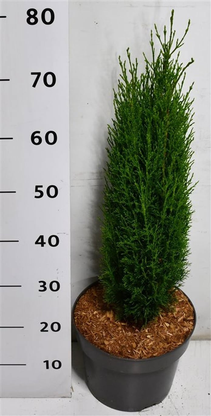 Cupressus semp. Totem 80cm 26cm Pot