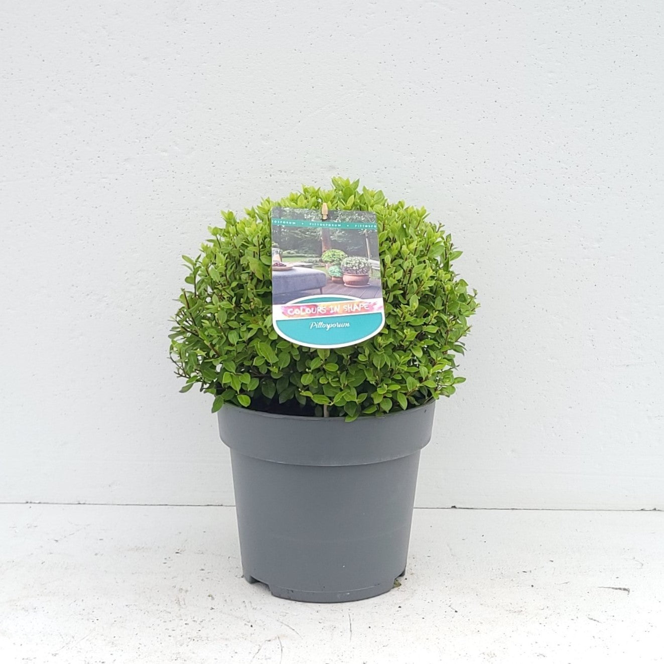 Pittosporum tenuifolium 40cm 23cm Pot