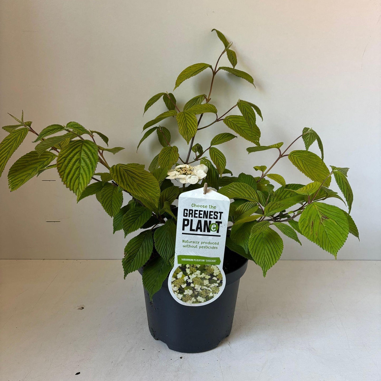 About Plants Zundert BV Viburnum Cascade Pack of 1