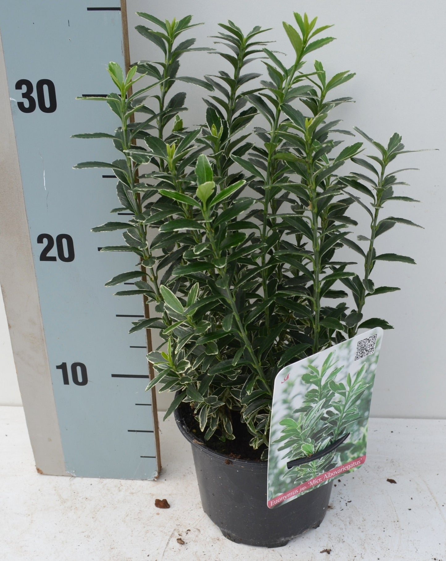 Roessel Tuinpl. VOF, B. v. Euonymus japonicus Microphyllus Albovariegatus Pack of 8