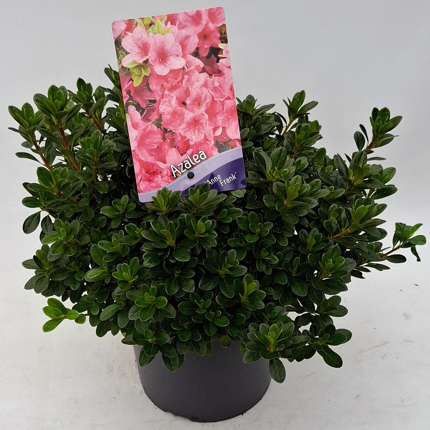Rhododendron Anne Frank 30cm 19cm Pot