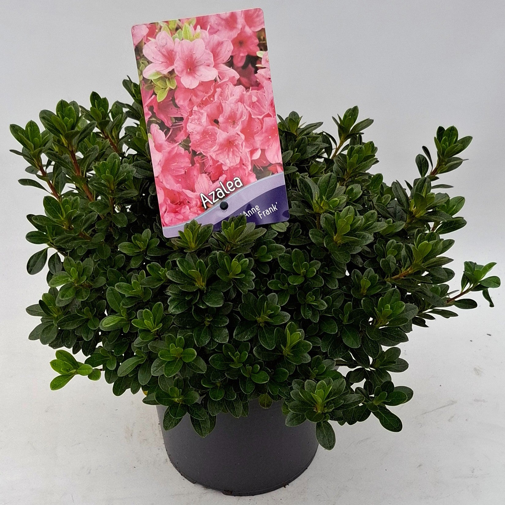 Rhododendron Anne Frank 30cm 19cm Pot