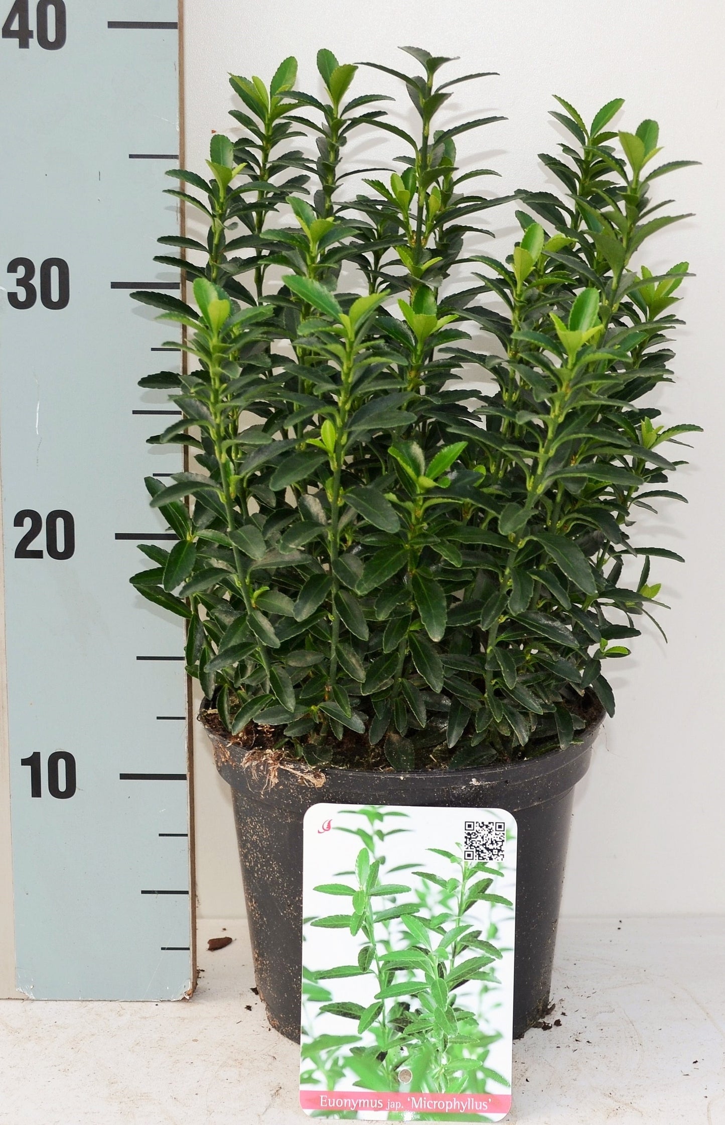 Roessel Tuinpl. VOF, B. v. Euonymus jap. Microphyllus Pack of 6