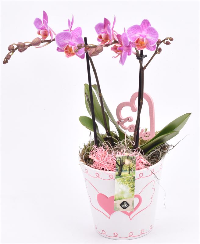 arr. Phalaenopsis 14cm Pot