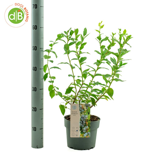 Vaccinium ("Blueberry")  Bluecrop 45cm 19cm Pot