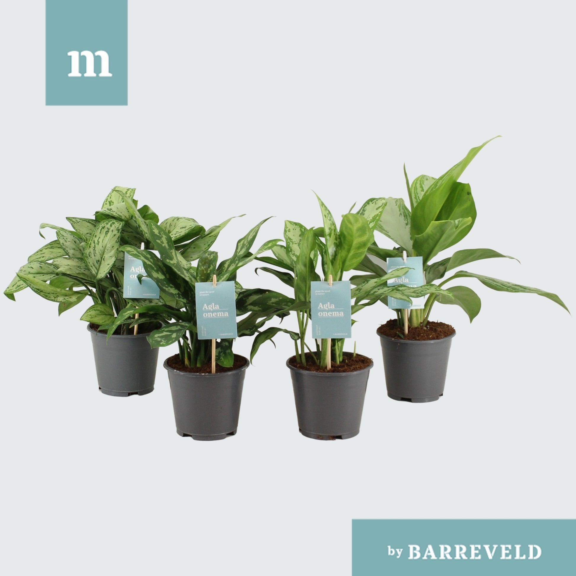 Aglaonema mix 30cm 14cm Pot