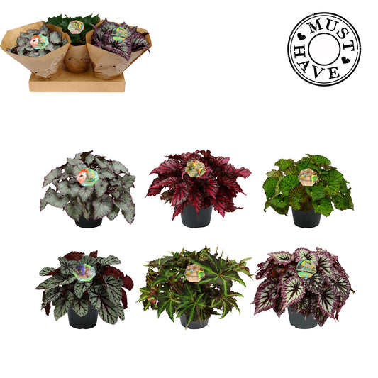 Begonia Beleaf mix 35cm 17cm Pot